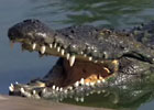 Sortie à Pierrelat: La Ferme aux crocodiles