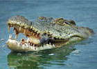 Sortie à Civaux: La planète des Crocodiles
