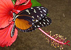 Idée sortie Perpignan enfants: Le Tropique du Papillon