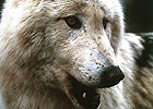 Sortie à Gueret: Les loups de Chabrières