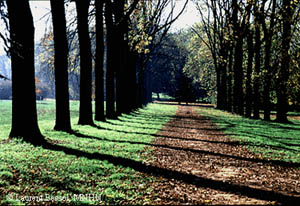 Sortie à Rocquencourt: Arboretum de Chvreloup