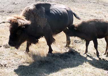 Sortie à Lapenne: La Ferme Aux Bisons