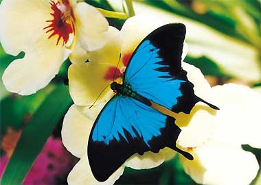 Sortie à Hunawihr: Le Jardin des papillons