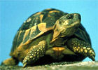 Sortie à Gonfaron: Village des tortues